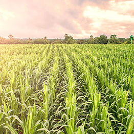 sector-agropecuario